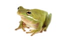 Tree frog Litoria infrafrenata Royalty Free Stock Photo