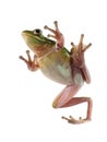 Tree frog Litoria infrafrenata on a white background Royalty Free Stock Photo