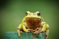 Tree frog looking at camera Royalty Free Stock Photo