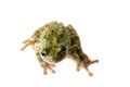 Tree Frog Looking Up Royalty Free Stock Photo
