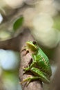 Tree frog looking up