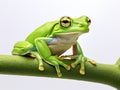 Ai Generated illustration Wildlife Concept of Tree frog Royalty Free Stock Photo