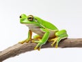 Ai Generated illustration Wildlife Concept of Tree frog Royalty Free Stock Photo