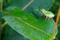 Tree Frog on a Milkweed Royalty Free Stock Photo