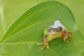 Tree frog out in behind green leaf Royalty Free Stock Photo