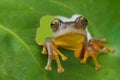 Tree frog out in behind green leaf Royalty Free Stock Photo