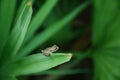 Tree Frog on Palm Frond Royalty Free Stock Photo