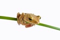 Tree frog