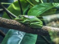 Tree Frog in perfect inner peace. Royalty Free Stock Photo