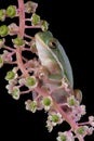 Tree frog on poke weed