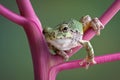 Tree frog on pokeweed stems