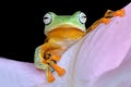 Tree frog pose and close up face Royalty Free Stock Photo