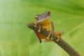 Tree Frog pose with cute face Royalty Free Stock Photo