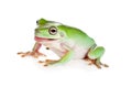 Tree frog pulling faces Royalty Free Stock Photo