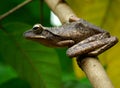 Tree Frog: Ready to Jump Royalty Free Stock Photo