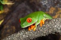 Tree frog