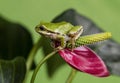 Tree Frog and Red Flower Royalty Free Stock Photo