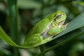 Tree frog on a reed leaf Royalty Free Stock Photo