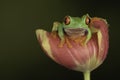 Tree frog resting on a flower