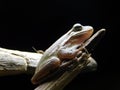 Tree frog resting on a log Royalty Free Stock Photo