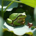 a tree frog resting on top of a green leaf under a cloudy sky Royalty Free Stock Photo