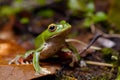 Tree frog Royalty Free Stock Photo