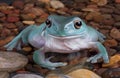 Tree frog in rocky pond. Royalty Free Stock Photo