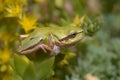 Tree Frog and Sedum Flowers