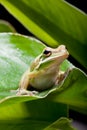 Tree frog shadow Royalty Free Stock Photo
