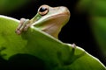 Tree frog shadow Royalty Free Stock Photo