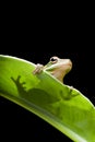 Tree frog shadow Royalty Free Stock Photo