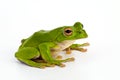 Tree frog Royalty Free Stock Photo