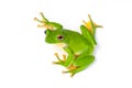 Tree frog Royalty Free Stock Photo