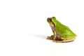Tree frog Royalty Free Stock Photo