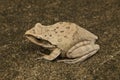 Tree frog in side view Royalty Free Stock Photo