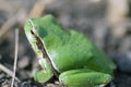 Tree frog sitting on ground Royalty Free Stock Photo