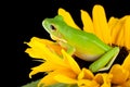 Tree frog sitting on a sunflower