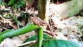 A tree frog sitting on a taro branch and looking relaxed