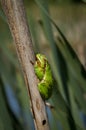Tree frog on a stick Royalty Free Stock Photo