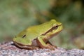 Tree Frog on the Stone