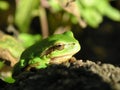 Tree frog in the sun Royalty Free Stock Photo