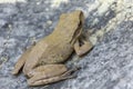 A tree frog taking rest on a roof. Selective focus