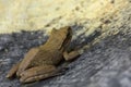 A tree frog taking rest on a roof