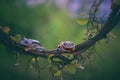 Two Tree Frog Royalty Free Stock Photo
