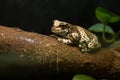 Tree frog toad in a terrarium on a wooden log