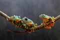 Tree frog, tree leaf on the leaf branch