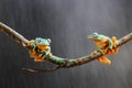 Tree frog, tree leaf on the leaf branch