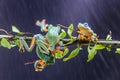 Tree frog, tree leaf on the leaf branch Royalty Free Stock Photo