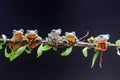 Tree frog, tree leaf on the leaf branch