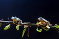 Tree frog, tree leaf on the leaf branch Royalty Free Stock Photo